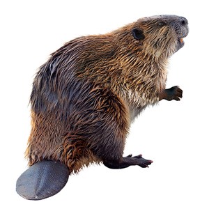 Beaver