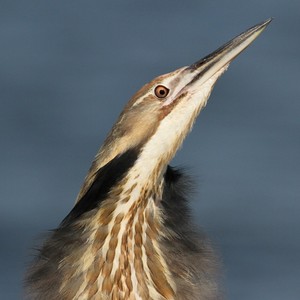 Bittern