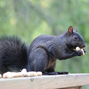 Squirrel, Black