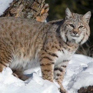 Bobcat