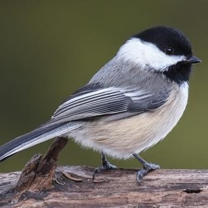 Chickadee