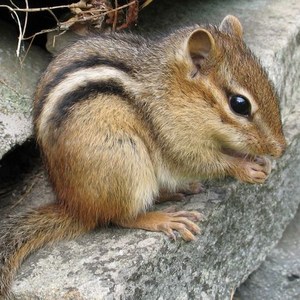 Chipmunk