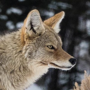 Coyote