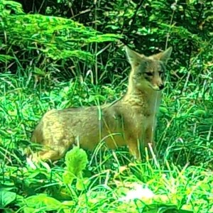 Coyote Pup