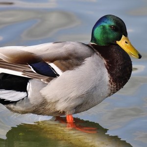 Duck