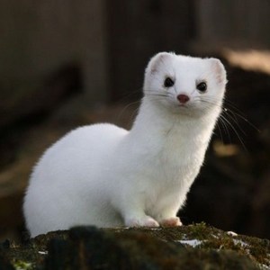 Ermine/Weasel