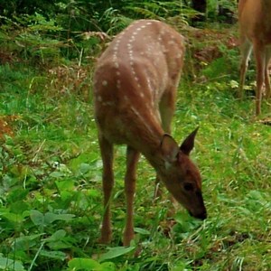 Deer Fawn