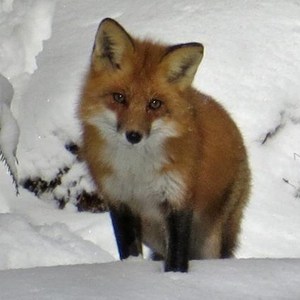 Fox