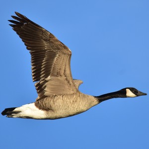 Goose