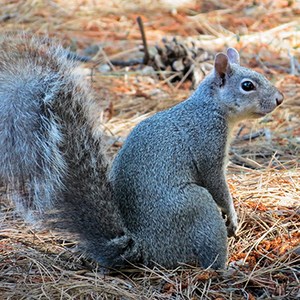 Squirrel, Gray