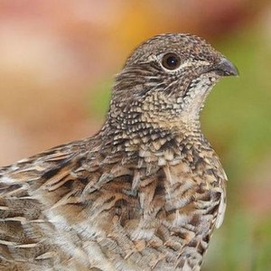 Ruffed Grouse