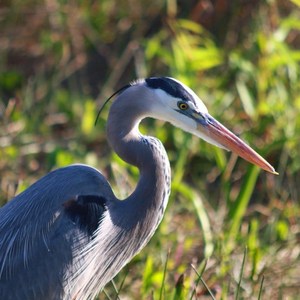 Blue Heron