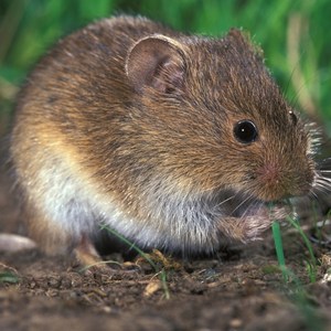 Mouse/Vole