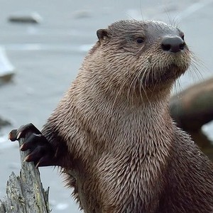 Otter