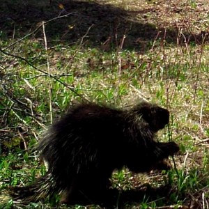 Porcupine