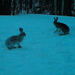 Rabbits (2+)