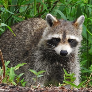 Raccoon