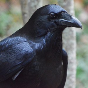 Raven/Crow