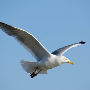 Seagull