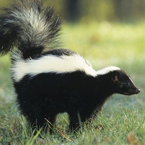 Skunk