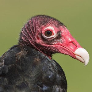 Vulture