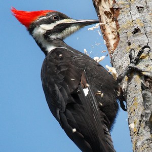 Woodpecker